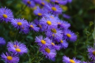 高山紫苑花盛开图片