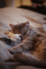 床上睡觉的小猫图片
