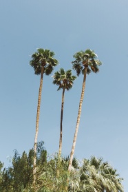 蓝色天空椰子树图片