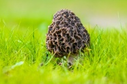 草地羊肚菌菇图片