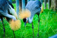 漂亮非洲冠鹤图片
