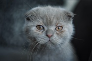 棕色眼睛的灰色小猫图片