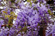紫藤花花簇花朵图片