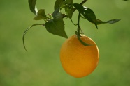 橙色柑橘水果图片