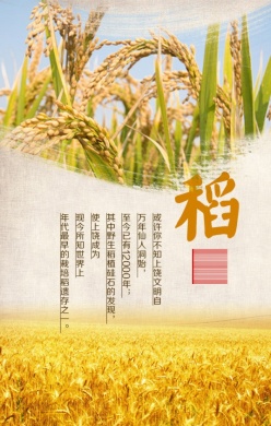水稻宣传海报
