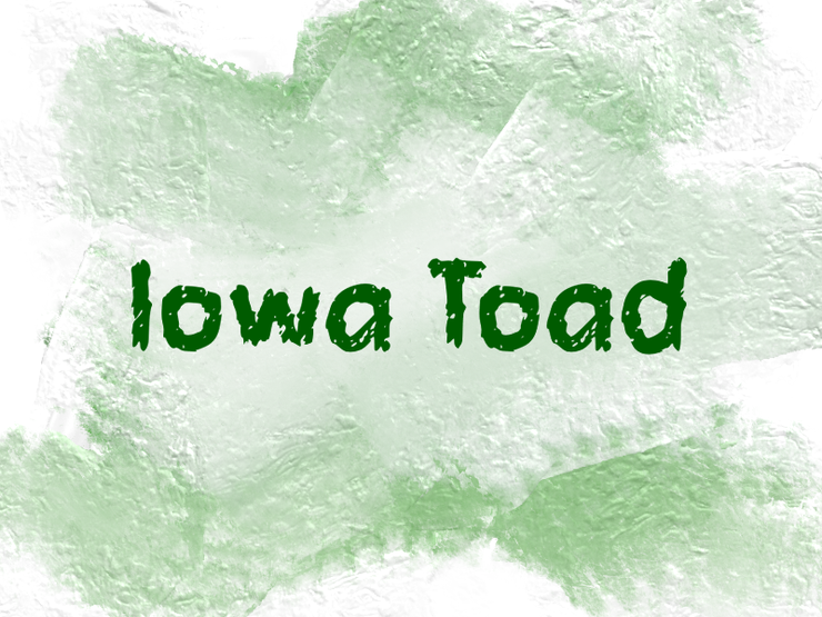 I iowa toad字体 1