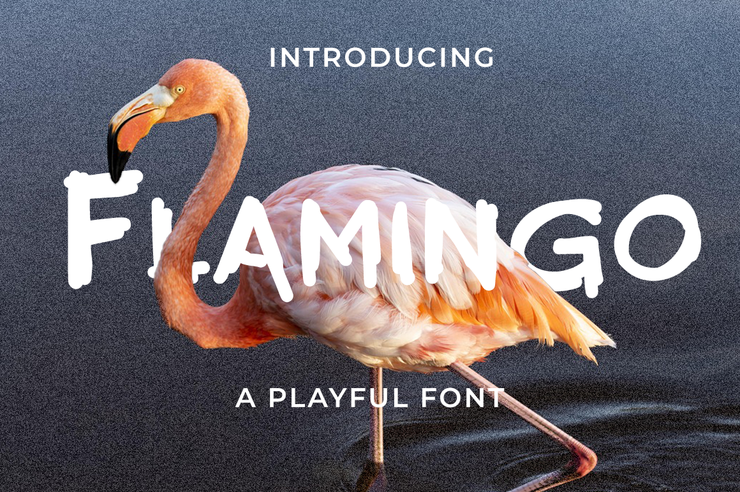 Flamingoo字体 1