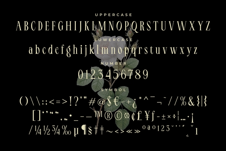 It serif字体 8
