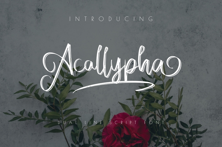 acallypha 7