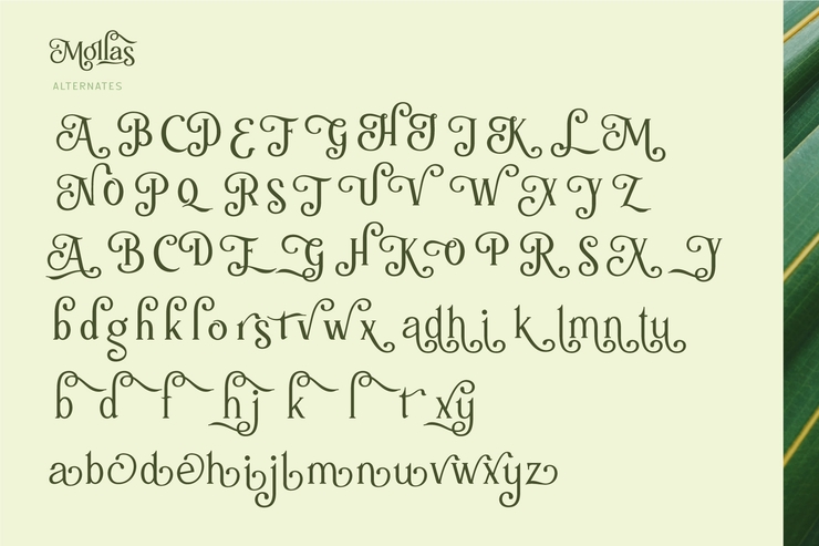 Mollas字体 6