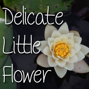 Mf Delicate Little Flower字体 1