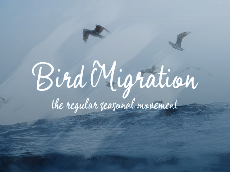 Bird Migration字体 1
