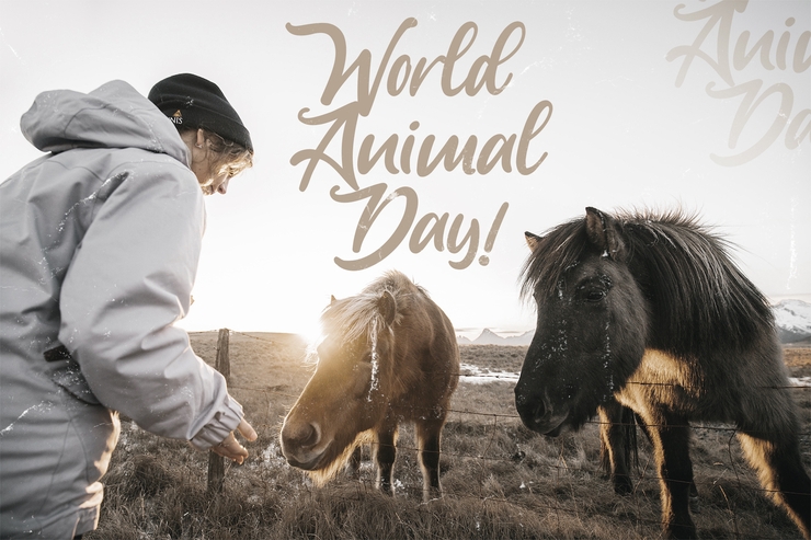 Anjelica Script字体 10