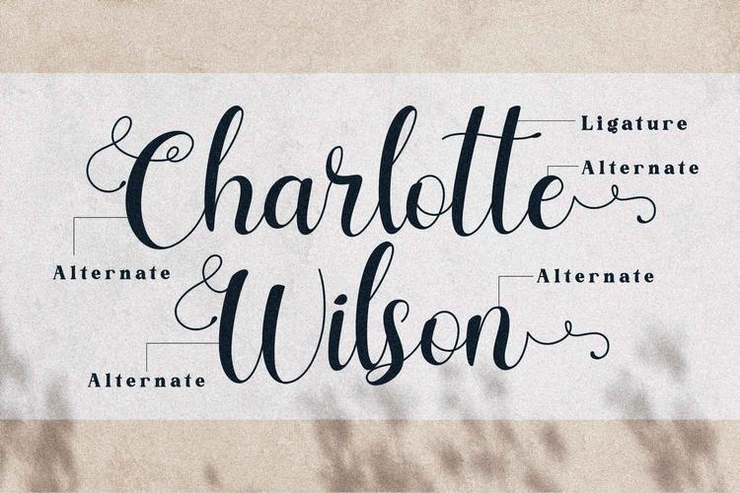 Charlotte Wilson字体 4