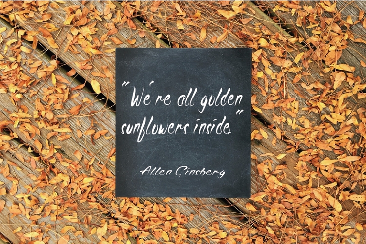 Sunflower Fall字体 4