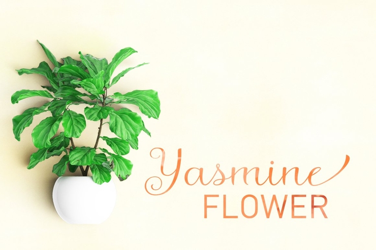 Agustin Script字体 2