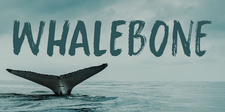 Whalebone字体 1