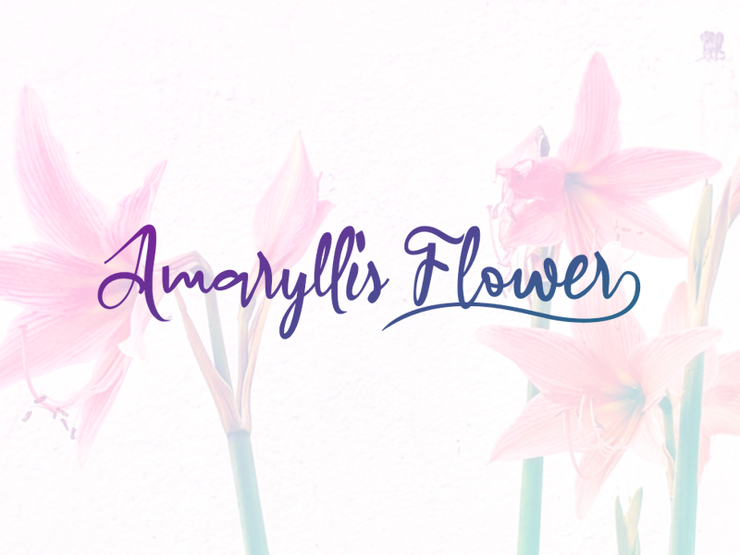 a Amaryllis Flower字体 1