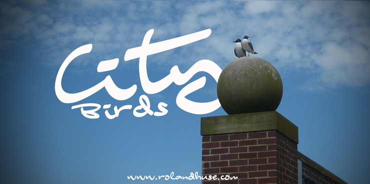 City Birds字体 1
