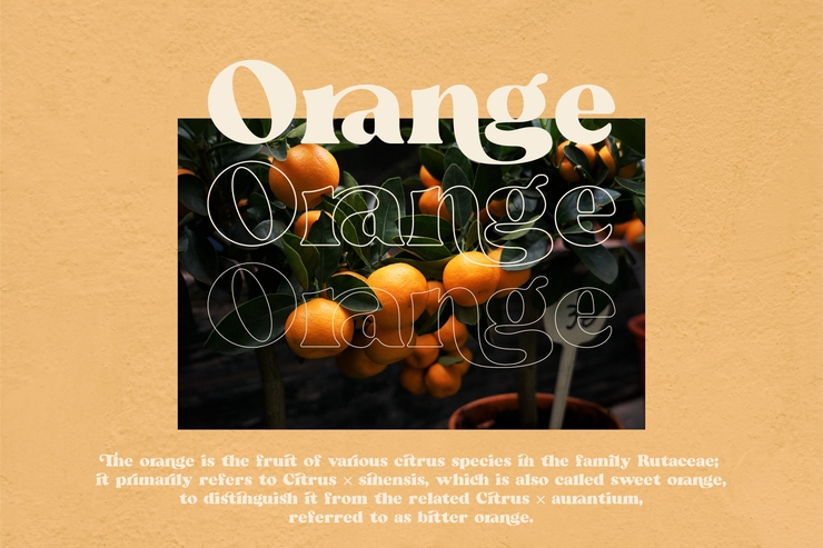 Beatrice - Retro Serif字体 2