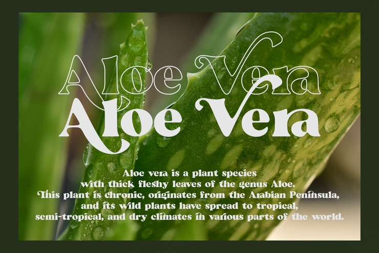 Beatrice - Retro Serif字体 7