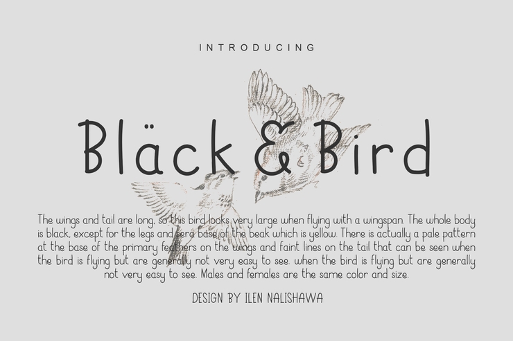 Black & Bird字体 7