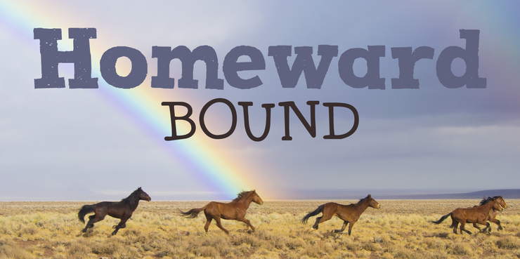 DK Homeward Bound II字体 1