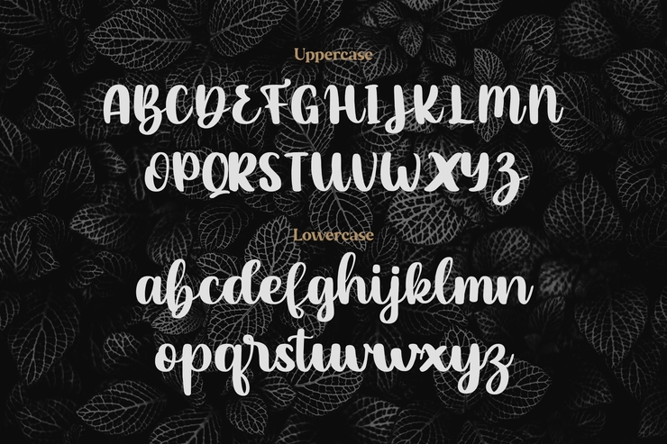 Shady Cave - Script字体 2