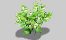 绿色的石榴树flash植物素材