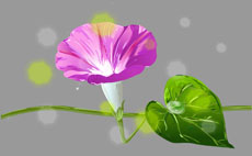 flash牵牛花动画源文件