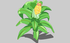 玉米植物flash矢量动画