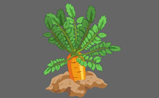 红萝卜植物flash动画下载