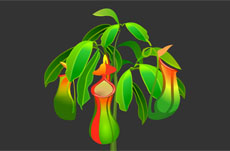 猪笼草植物flash动画
