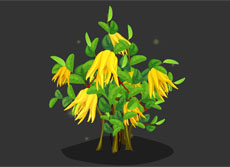 佛手植物flash动画