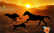 马猫狗动物奔跑flash动画