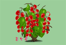 圣女果植物flash动画