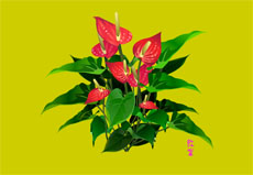 美丽的红掌植物flash动画
