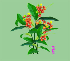 矢量植物豆蔻flash动画