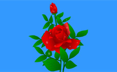 红玫瑰上的露珠flash动画