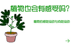 植物也有感觉flash动画