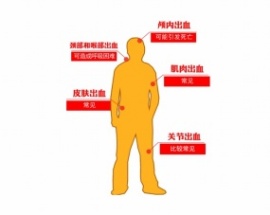 穴位图教学讲解flash动画