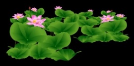 美丽荷花池flash动画