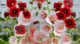 红色鲜艳花朵花瓣flash动画