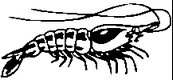 龙虾矢量图下载
