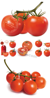 西红柿蔬菜矢量素材下载