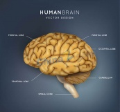创意大脑结构图矢量素材