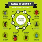 矢量昆虫信息图表