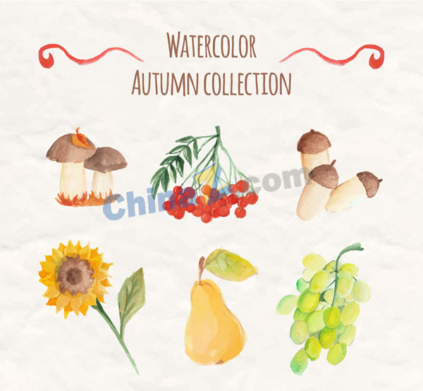 水彩绘秋季植物与水果矢量图矢量下载