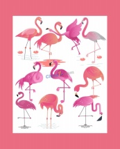 粉色火烈鸟物种平面插图矢量