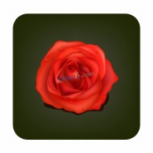 大红色鲜艳玫瑰矢量素材
